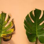 Cómo evitar y solucionar el amarillamiento de las hojas en tus plantas