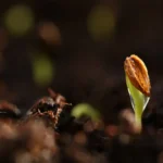Secreto para germinar orejas de negro con éxito y rapidez