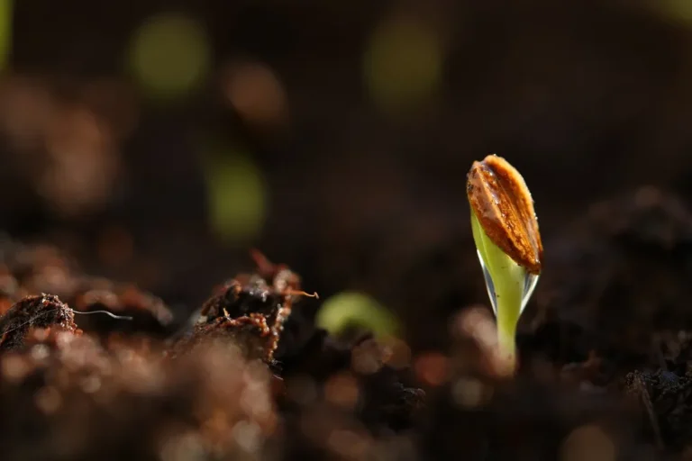 como germinar verbena