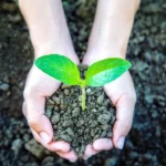 Cómo mejorar la fertilidad del suelo con fertilizantes orgánicos: Una guía completa para jardineros