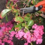 Cómo mejorar la floración de tus plantas: Guía de poda para jardineros