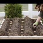 Persona con guantes colocando tubérculos en surcos de una cama elevada; ¡Descubre los secretos para plantar cercises con éxito!