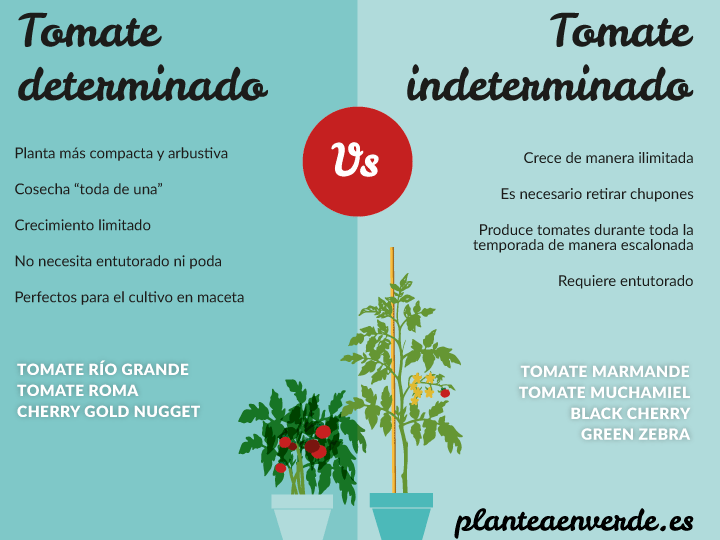 como plantar coco en maceta guia paso a paso