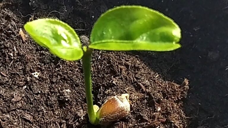 Cómo plantar limoneros en casa