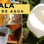 Cómo plantar lirios de agua: mano colocando un cepellón de cala en una maceta junto a una flor blanca.