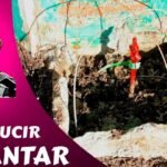 Cómo plantar parras vírgenes para cosechar con éxito