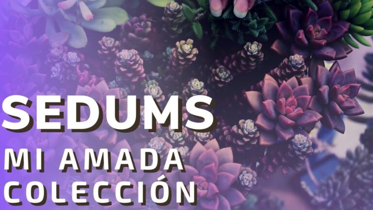 Primer plano de sedums y suculentas en tonos púrpura con una mano tocando las plantas, Cómo plantar sedums album en tu jardín.