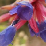 Cómo plantar Tillandsia Aeranthoses en casa