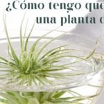 Cómo plantar Tillandsia Tectorums