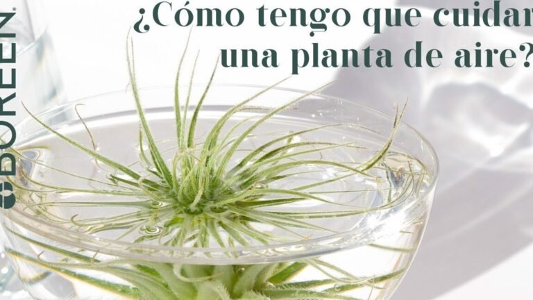 Cómo plantar Tillandsia Tectorums