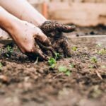 ¿Cómo sembrar en tu jardín y obtener una cosecha abundante?