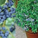 Cómo sembrar semillas de árboles: Guía completa para cultivar tu propio bosque