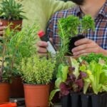 Cómo Sembrar Semillas en Terrenos Ácidos: Guía Completa para Tener un Jardín Saludable