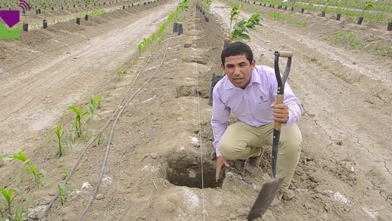 como sembrar semillas en terrenos fertiles guia completa para lograr una cosecha exitosa