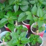 Cómo sembrar semillas: guía completa para cultivar tus propias plantas desde cero.