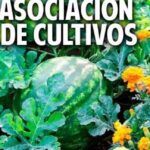 Compañeros de cultivo ideales para tus puerros: ¡Descúbrelos aquí!