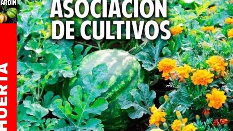 companeros de cultivo ideales para tus puerros descubrelos aqui