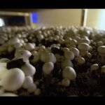 Descubre el secreto del compost de hongos: transforma tu jardín y mejora tus cultivos como nunca antes