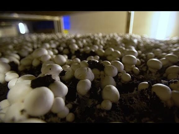 Descubre el secreto del compost de hongos: transforma tu jardín y mejora tus cultivos como nunca antes