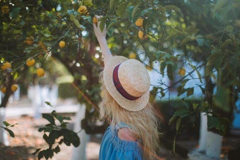 conoce el mejor momento para plantar limonero en galicia