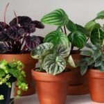 Conoce la guía definitiva para regar tus plantas de interior de manera adecuada