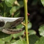 Conoce las mejores herramientas de poda para mantener tus plantas saludables y hermosas