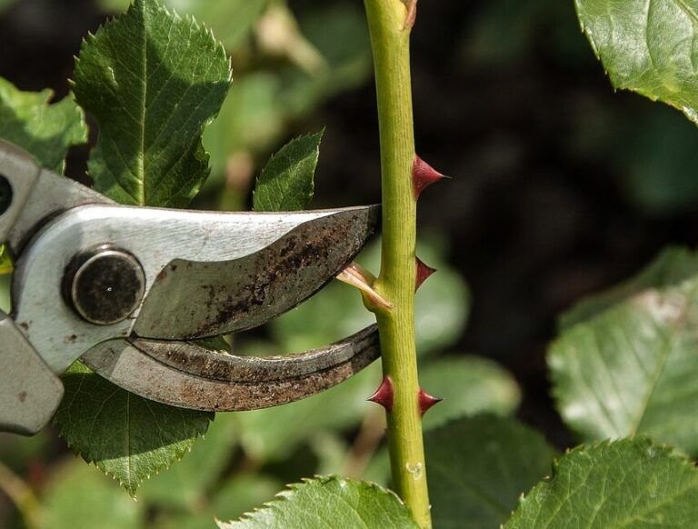 conoce las mejores herramientas de poda para mantener tus plantas saludables y hermosas