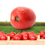 Conoce los diferentes tipos de hortalizas y sus características