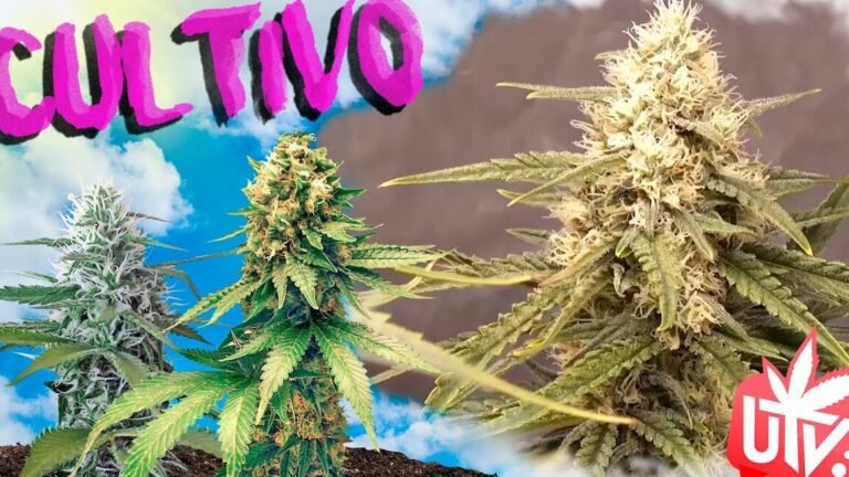 Descubre el secreto para cultivar ensaladas irresistibles en tu hogar