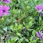 Consejos esenciales para prevenir el exceso de riego en tus plantas.