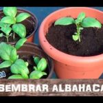 Plántulas de albahaca en macetas con tierra oscura, ¡Consejos para cultivar albahaca tailandesa en casa!