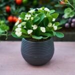 Consejos para cultivar plantas en maceta: todo lo que necesitas saber