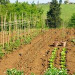 Consejos para elegir la podadora perfecta y mantener tus árboles y arbustos en forma