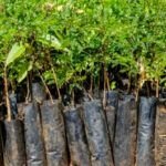 Consejos para plantar árboles y acelerar su crecimiento