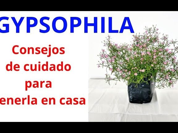 Consejos para plantar lobularias como un experto