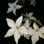 Consejos para plantar nicotianas en tu jardín