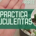 Consejos para plantar sedums Nussbaumerianum con éxito