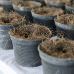 Consejos para plantar tomates con plástico negro