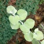 Consejos para seleccionar el aspersor ideal y mantener tu jardín siempre bien hidratado.