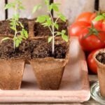 Consejos para sembrar semillas en suelos arcillosos: guía completa paso a paso.
