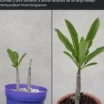 Consejos prácticos: Cómo prevenir y combatir el estrés en tus plantas