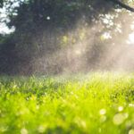 Consejos prácticos: Cómo proteger tus plantas de la lluvia intensa en tu jardín