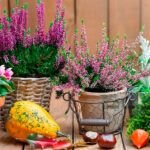 Consejos prácticos: Cómo proteger tus plantas del calor intenso