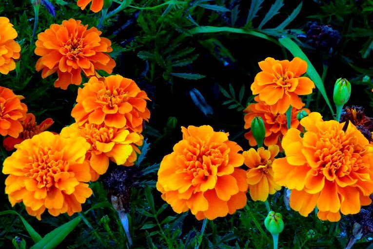 control de plagas en tu jardin todo lo que necesitas saber sobre el uso de productos organicos