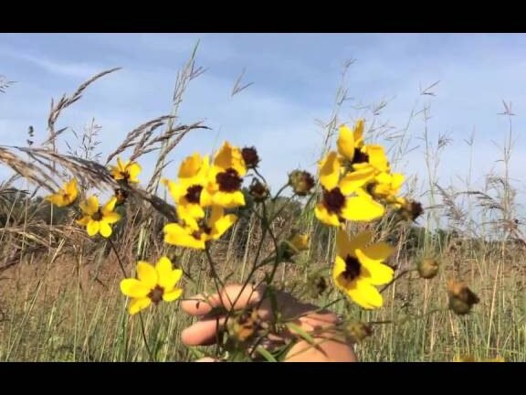 Descubre el secreto para cultivar la impresionante Coreopsis Tripteris y transforma tu jardín en un paraíso floral
