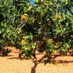 Cosecha abundante en otoño: Siembra en Andalucía