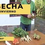 Cosecha de invierno: qué sembrar en otoño para disfrutar todo el año