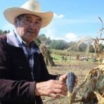 Cosecha doble: Aprende a sembrar maíz y frijol juntos