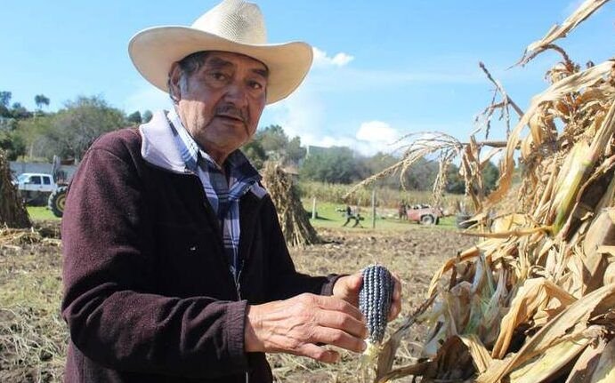 cosecha doble aprende a sembrar maiz y frijol juntos