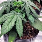 Cosecha dulzura: Aprende cómo sembrar melones en tu huerto